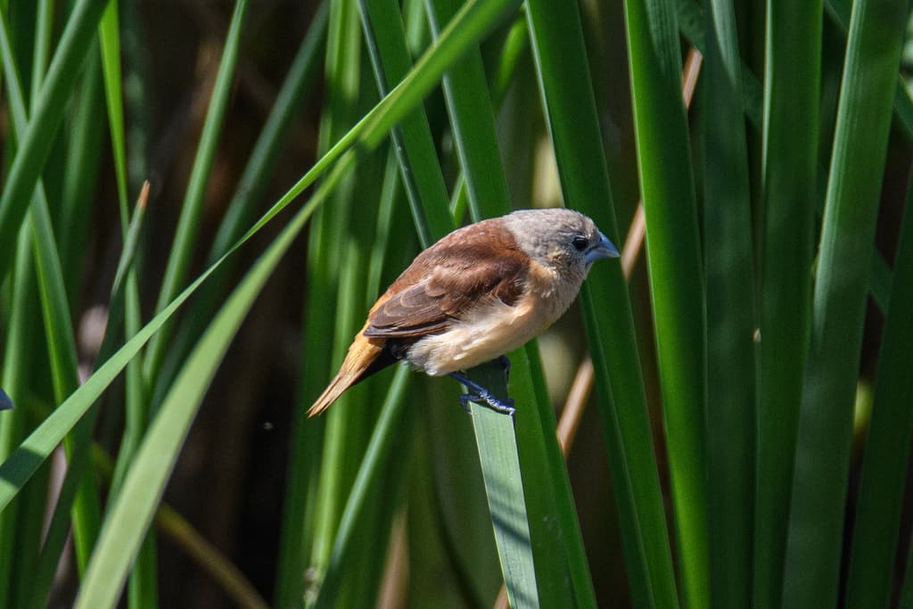 Yellow-rumped Mannikin