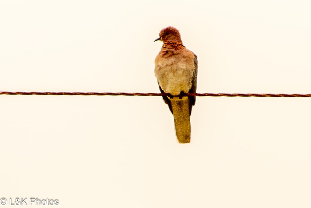Laughing Dove
