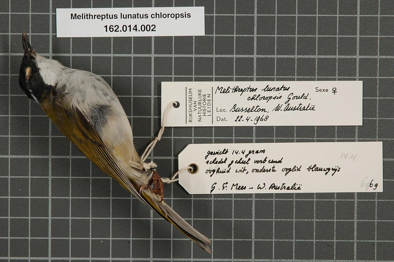 Gilbert's Honeyeater