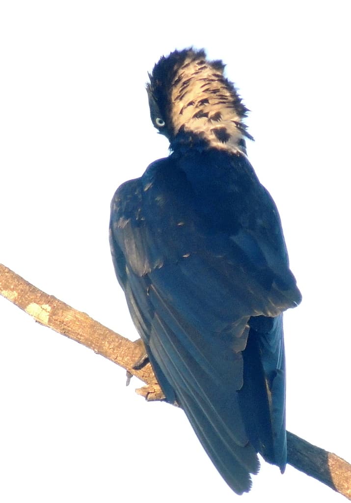 Torresian Crow