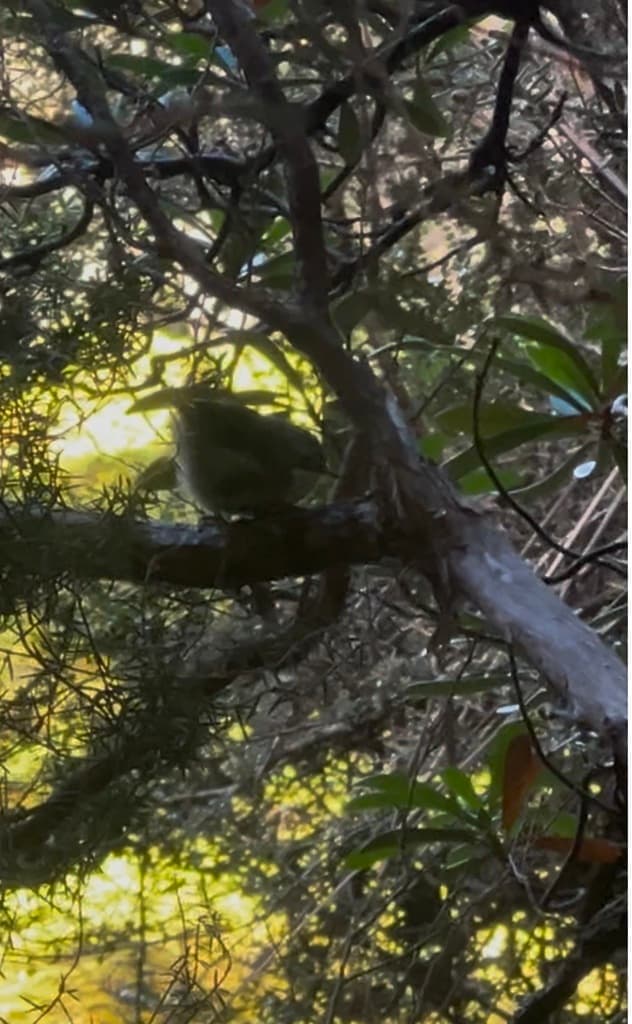 Scrubtit