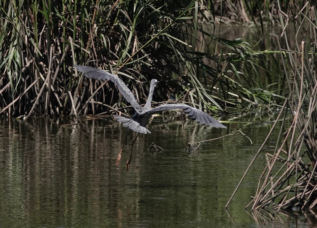 White-faced Heron