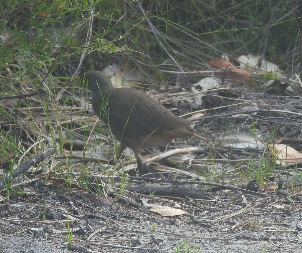 Pale-vented Bush-hen