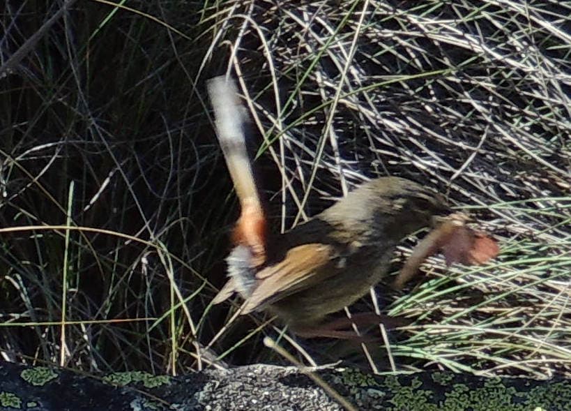 Chestnut-rumped Heathwren
