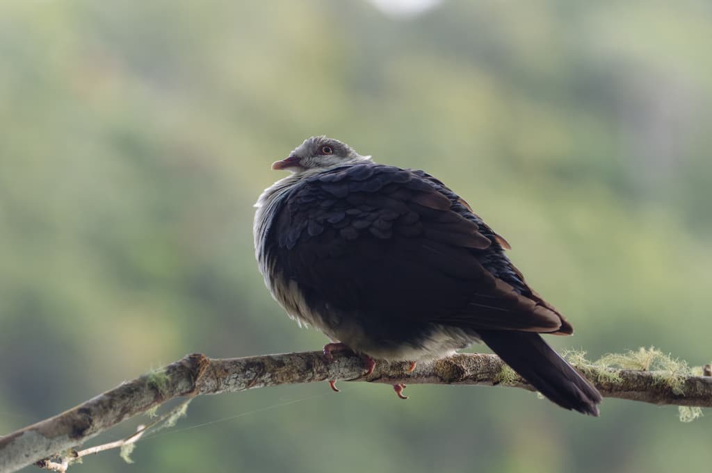 White-headed Pigeon