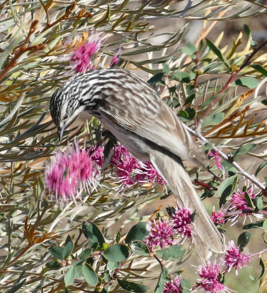 Striped Honeyeater