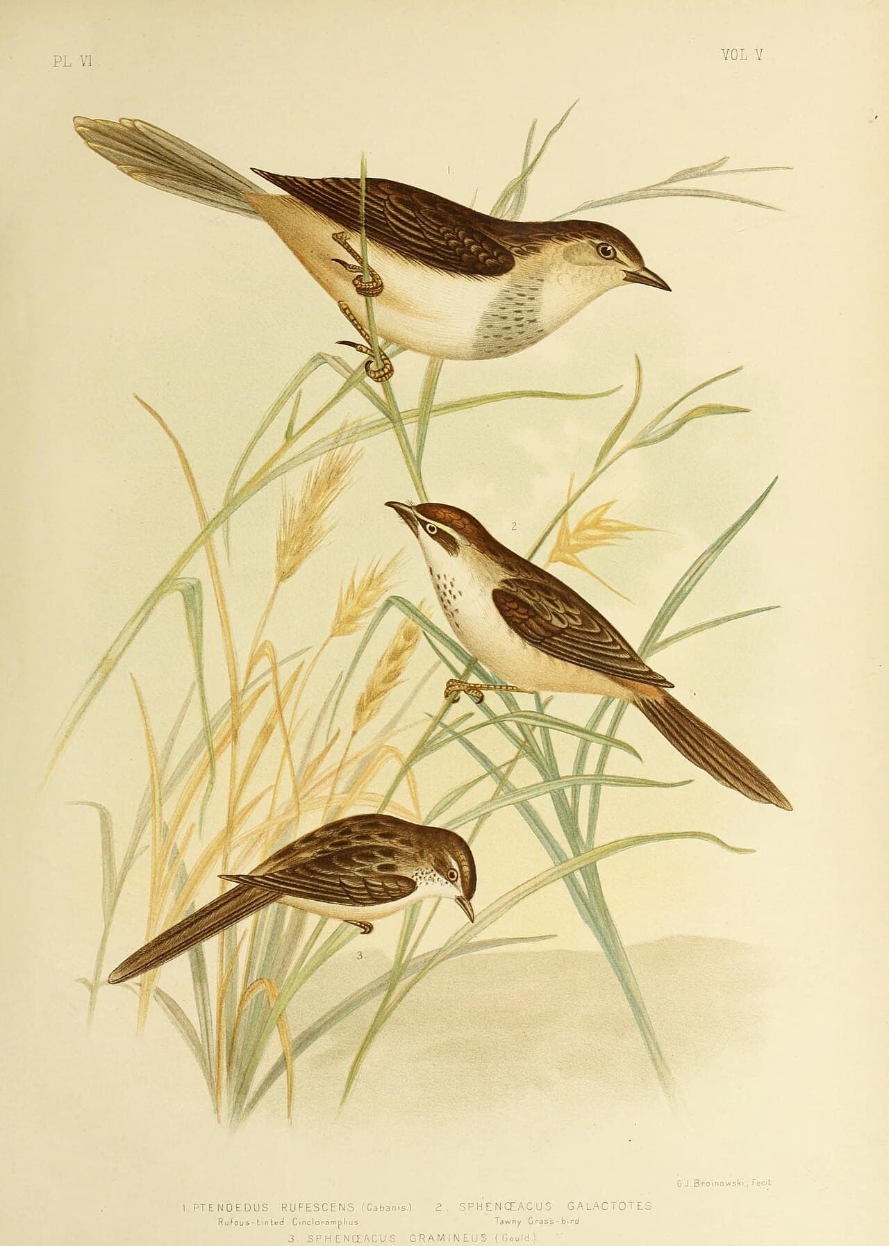 Little Grassbird