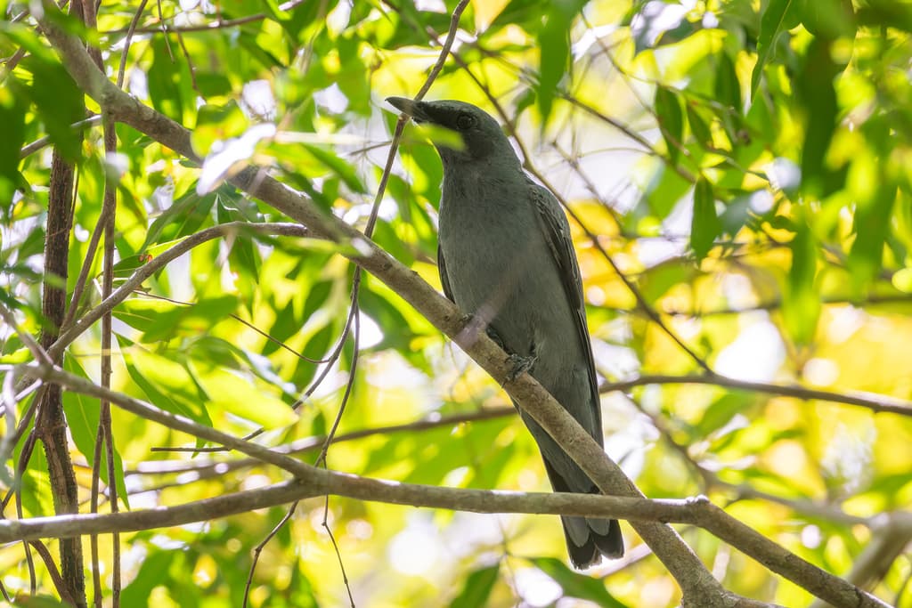 Sahul Cicadabird