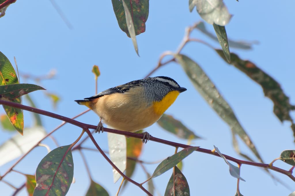 Spotted Pardalote