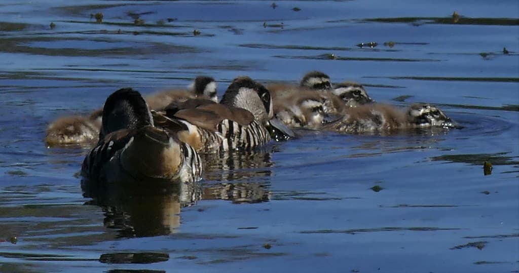 Pink-eared Duck