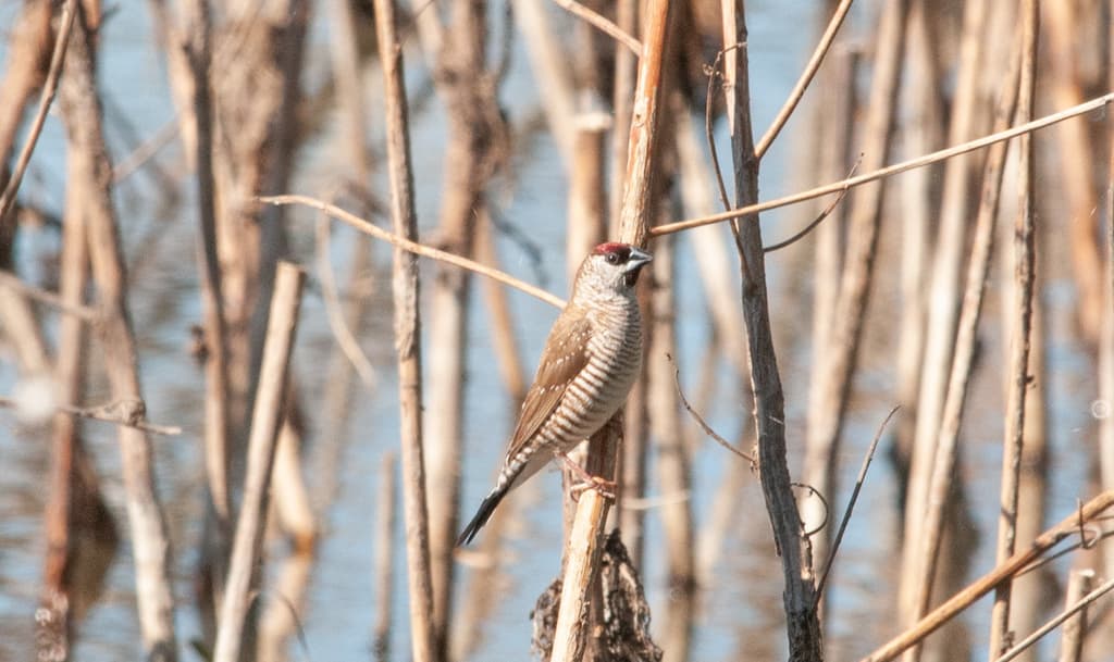 Plum-headed Finch