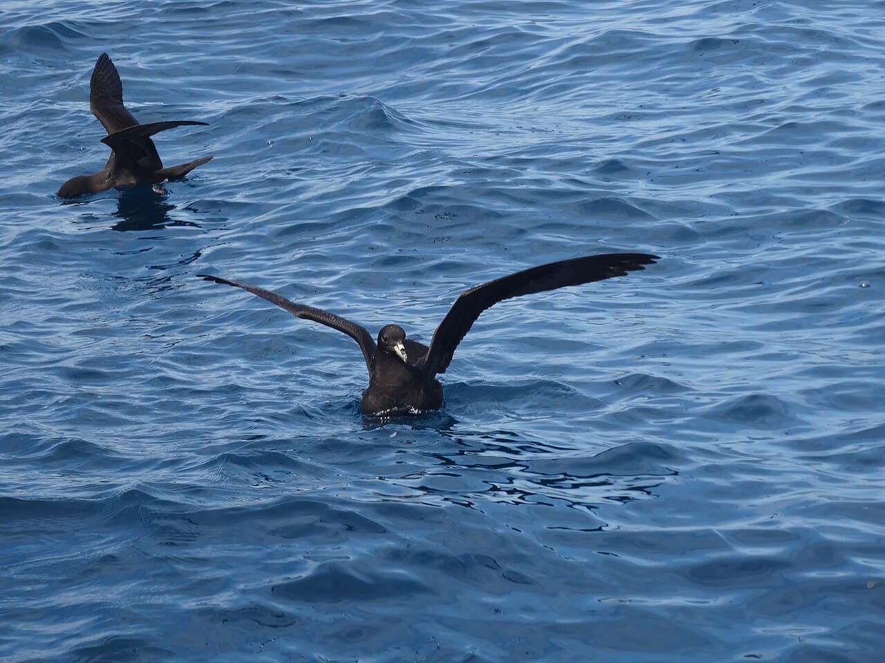 Black Petrel