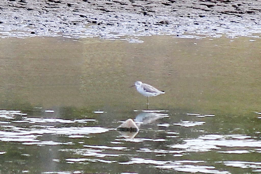 Marsh Sandpiper