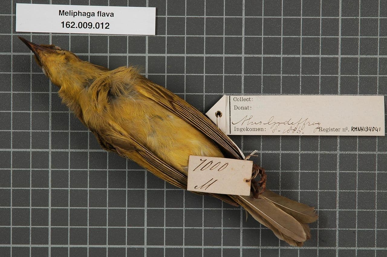 Yellow Honeyeater