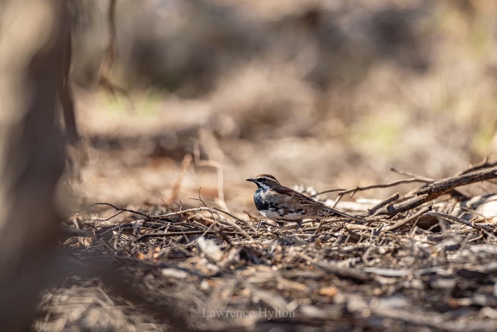 Chestnut Quail-thrush