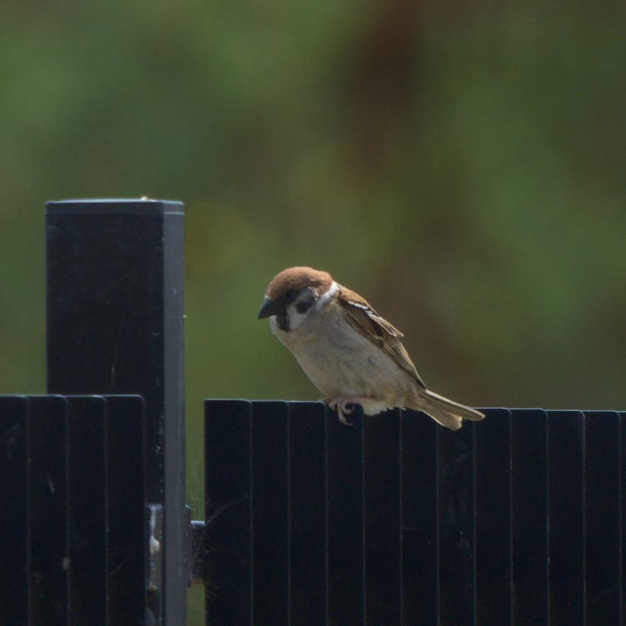 Eurasian Tree Sparrow