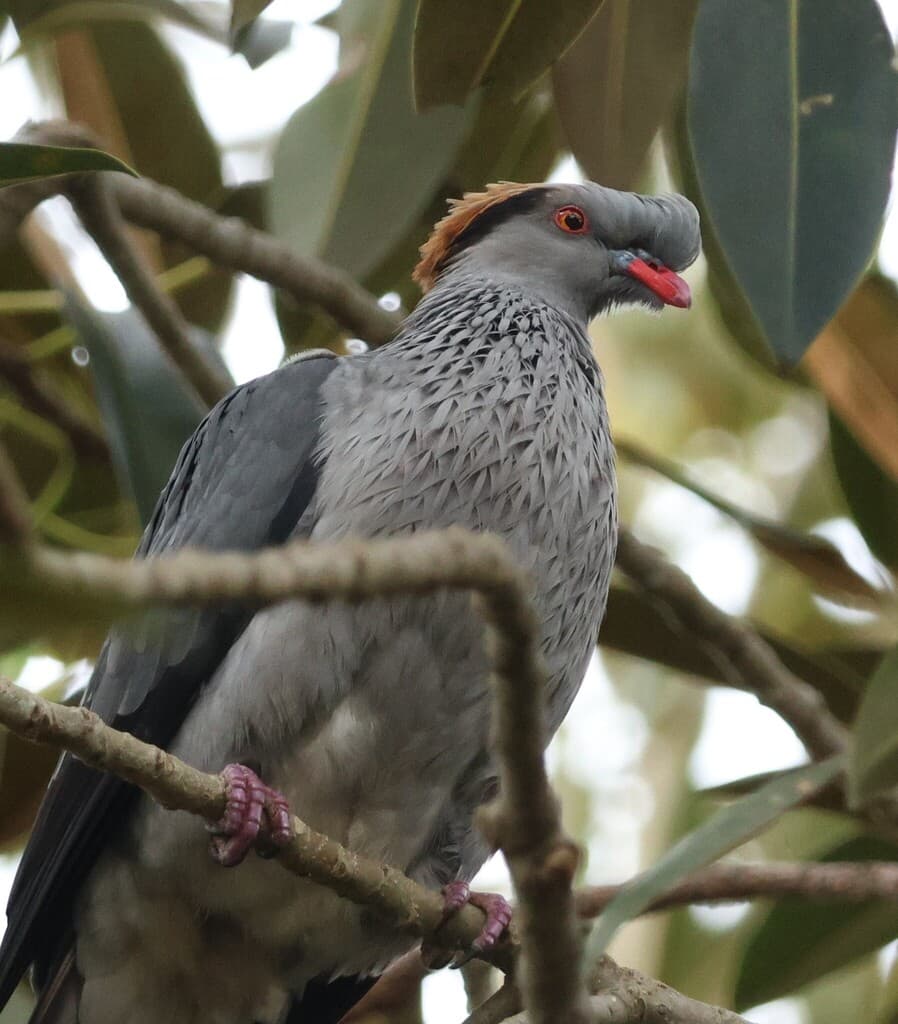 Topknot Pigeon