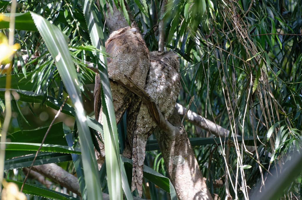 Papuan Frogmouth