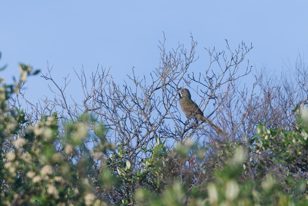 Western Whipbird
