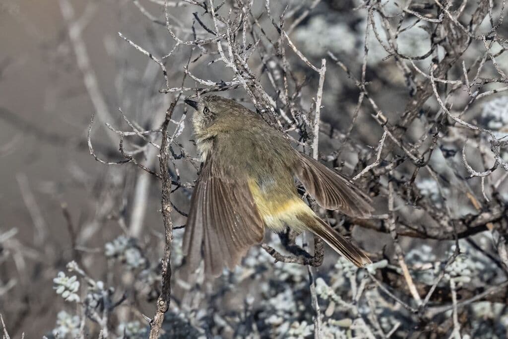 Slender-billed Thornbill