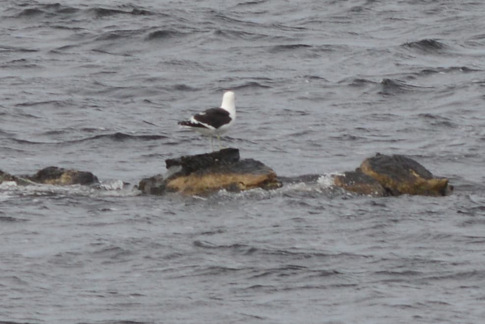 Kelp Gull