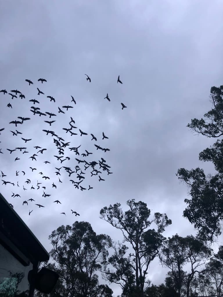Baudin's Black Cockatoo