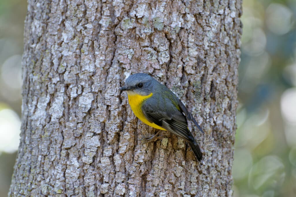 Eastern Yellow Robin