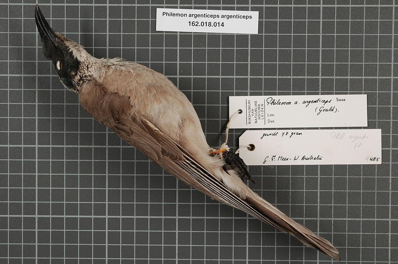 Silver-crowned Friarbird