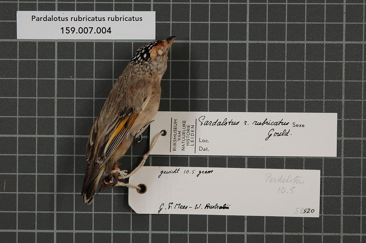 Red-browed Pardalote