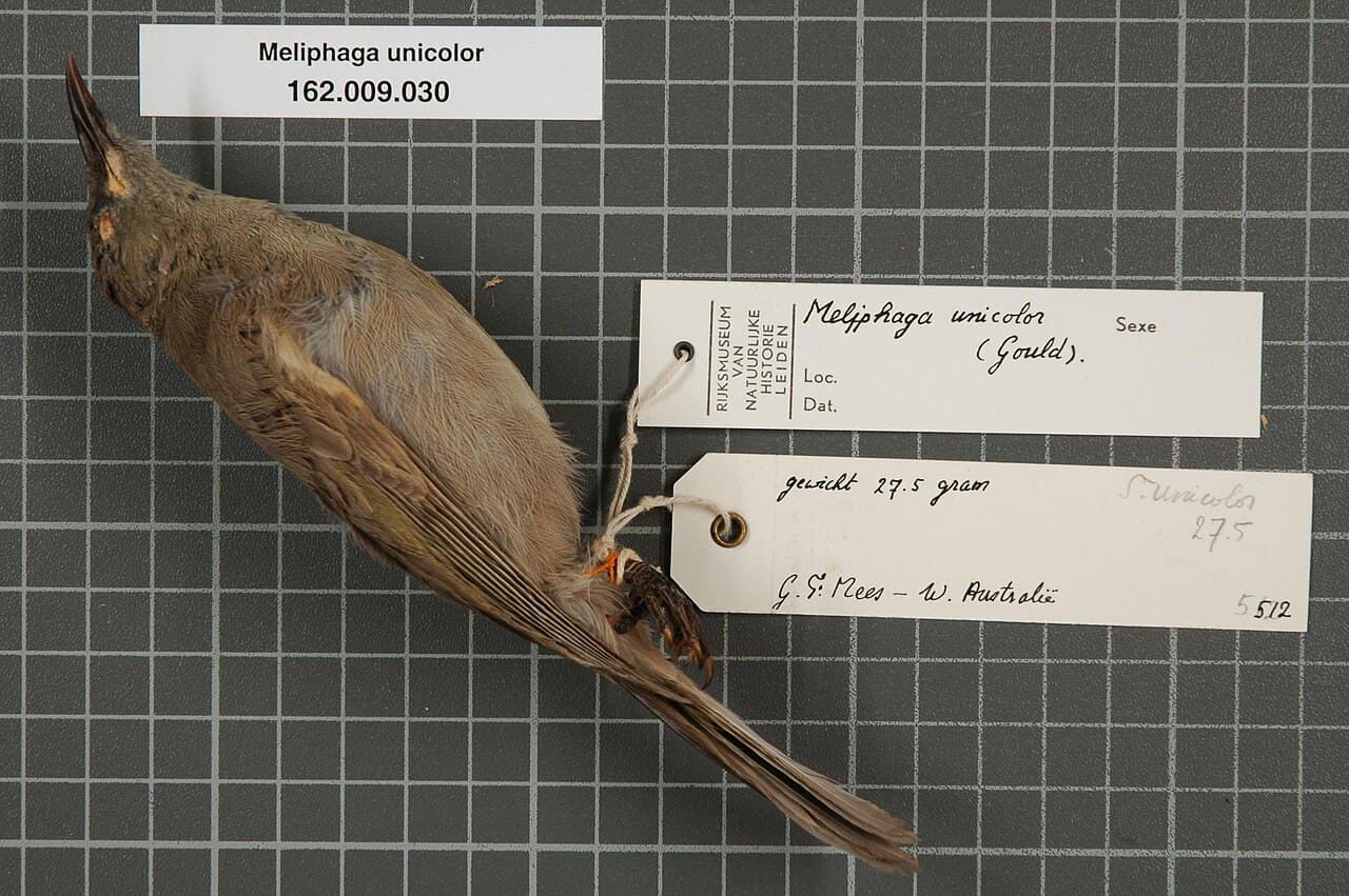 White-gaped Honeyeater