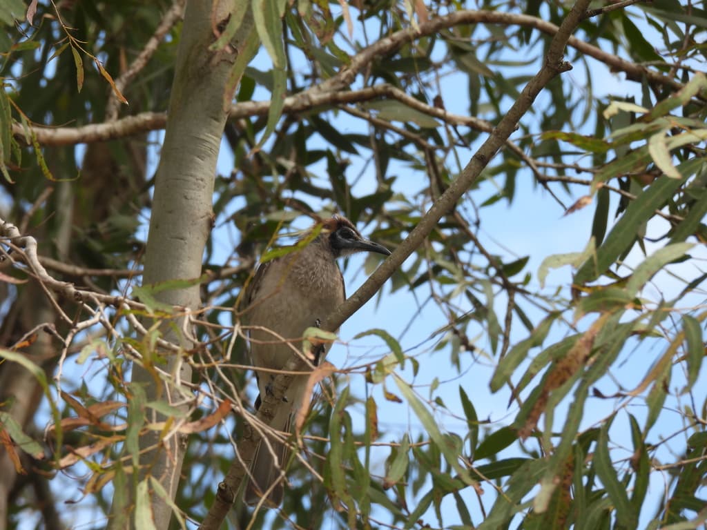 Little Friarbird