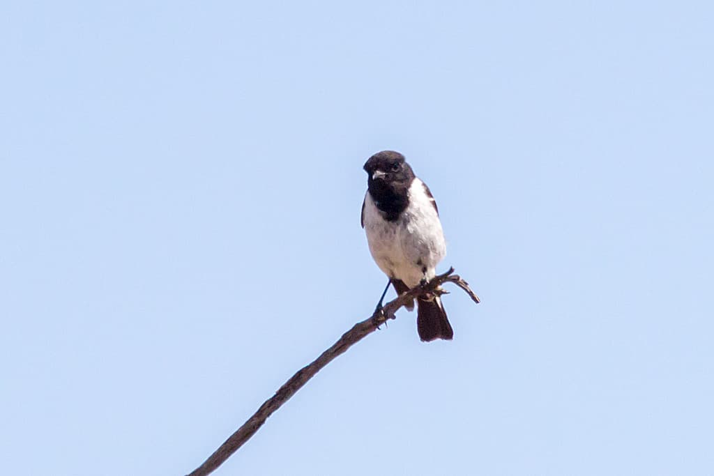 Hooded Robin
