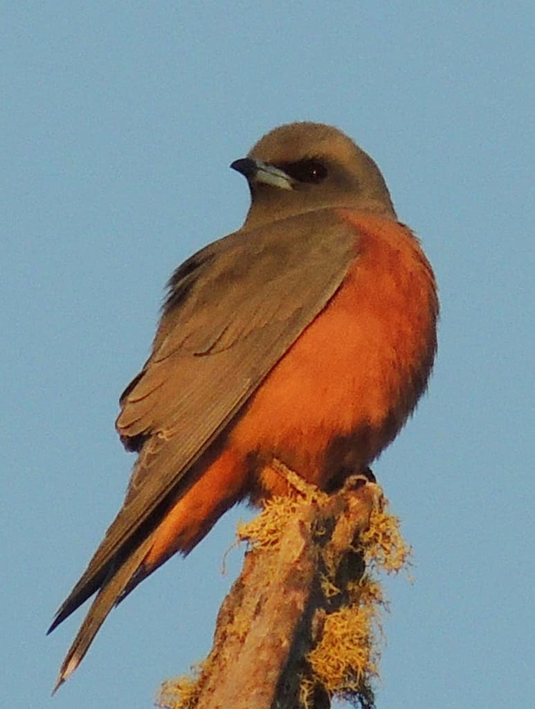 Masked Woodswallow