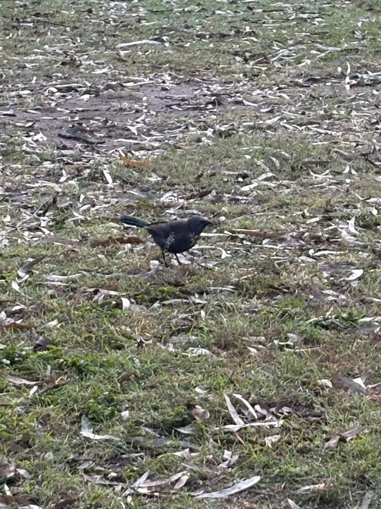 Apostlebird