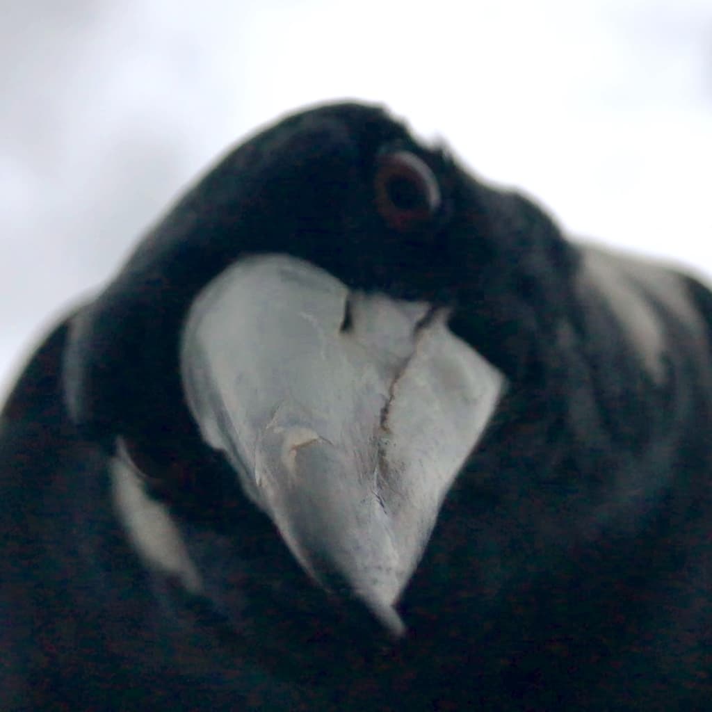 Australian Magpie