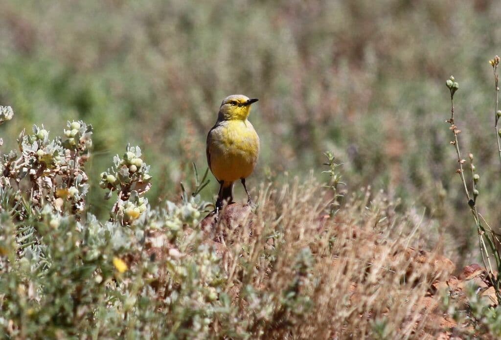 Gibberbird