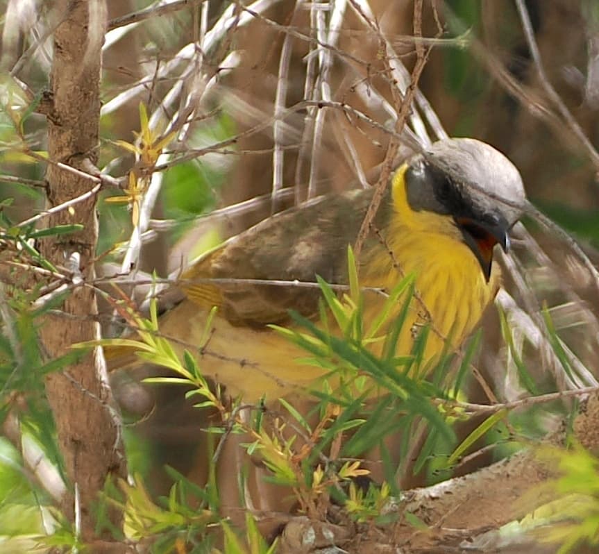 Grey-headed Honeyeater