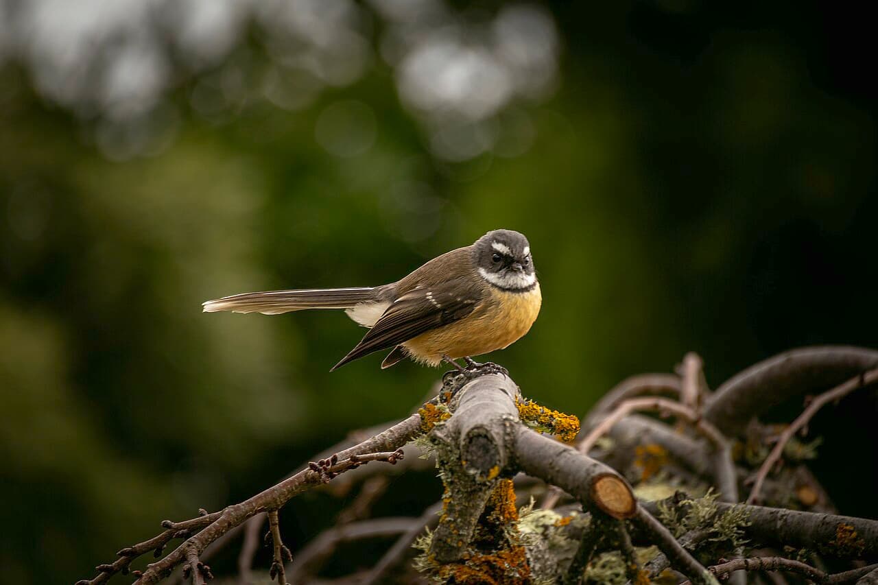 New Zealand Fantail