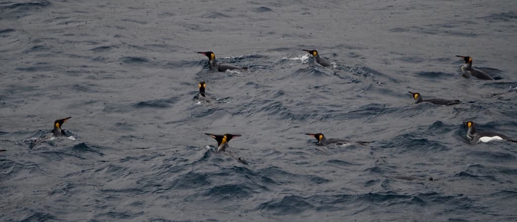 King Penguin