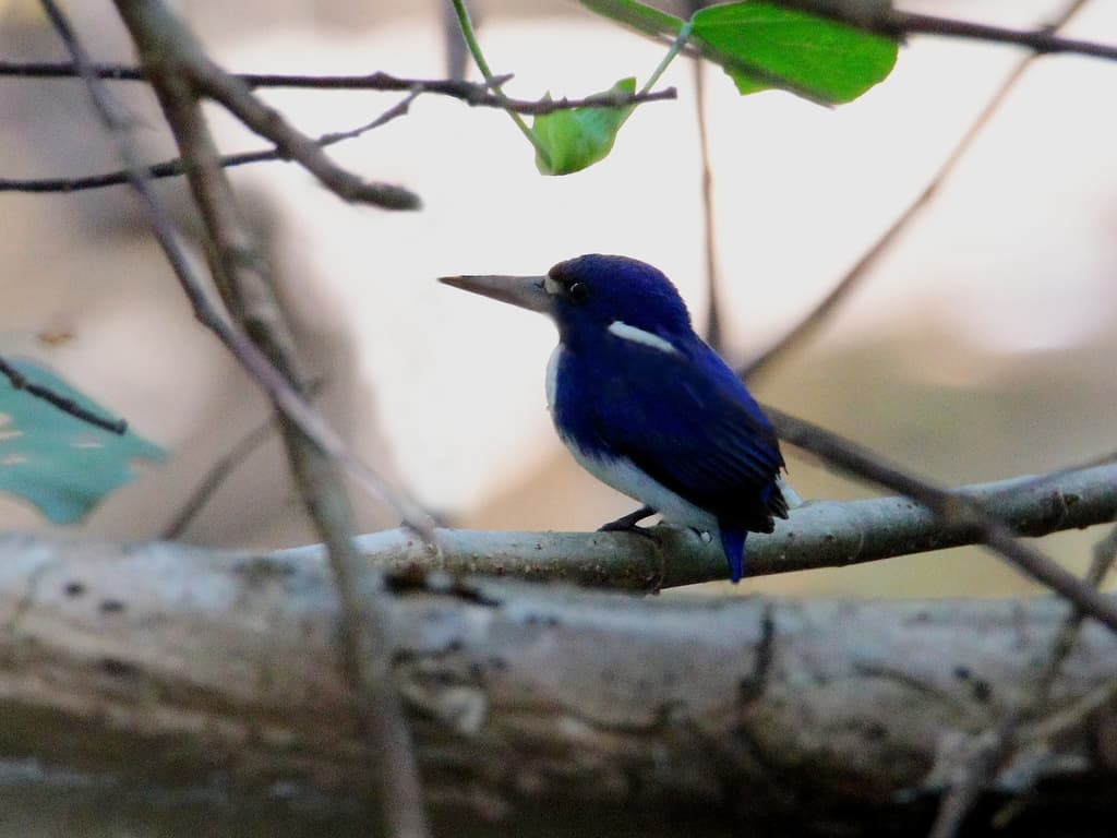 Little Kingfisher