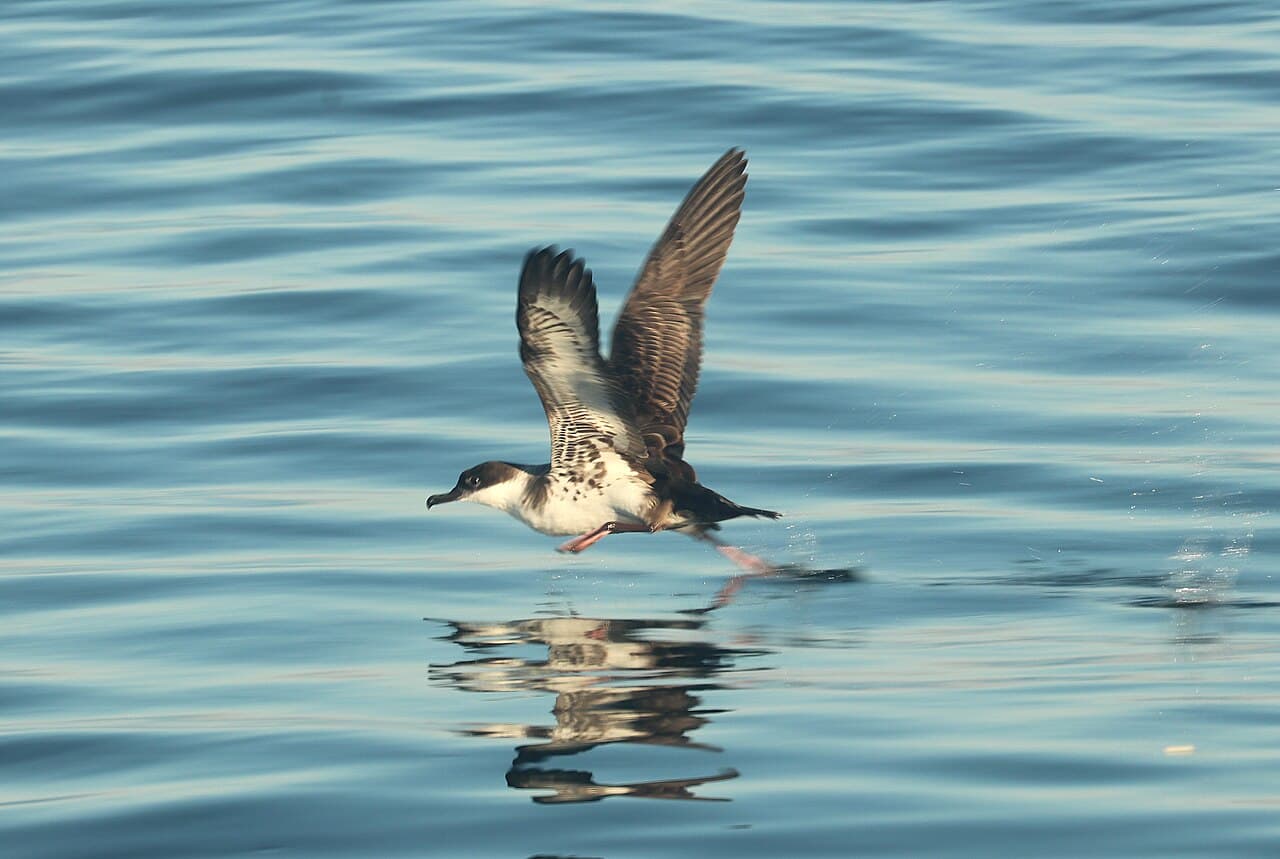 Great Shearwater