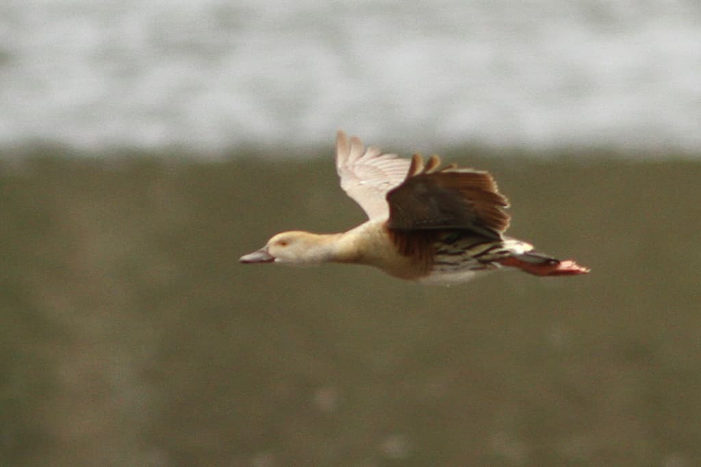 Plumed Whistling Duck