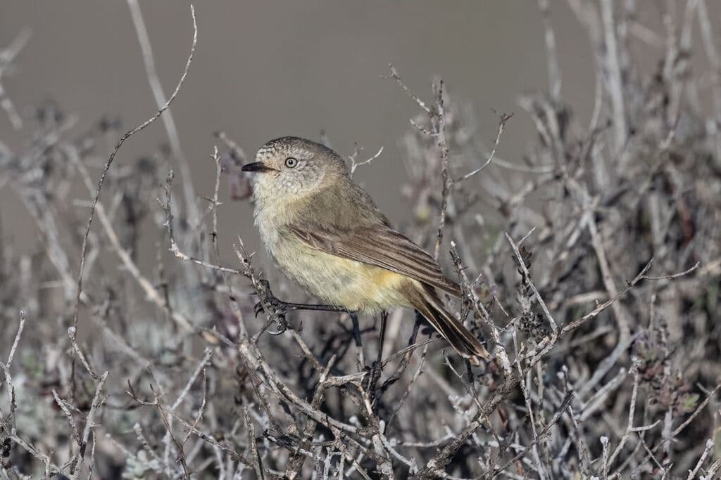 Slender-billed Thornbill