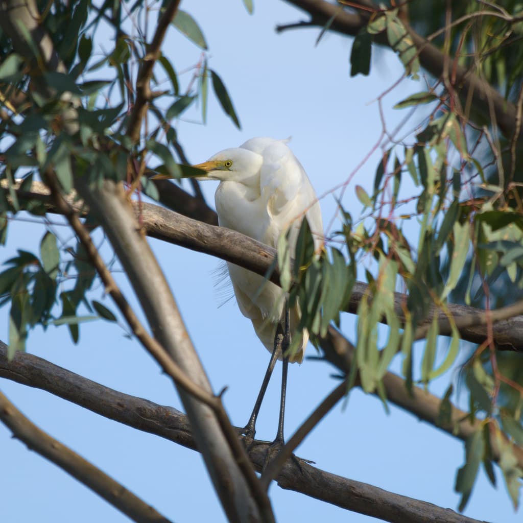 Great Egret