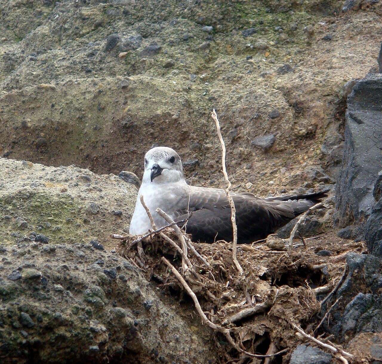 Kermadec Petrel