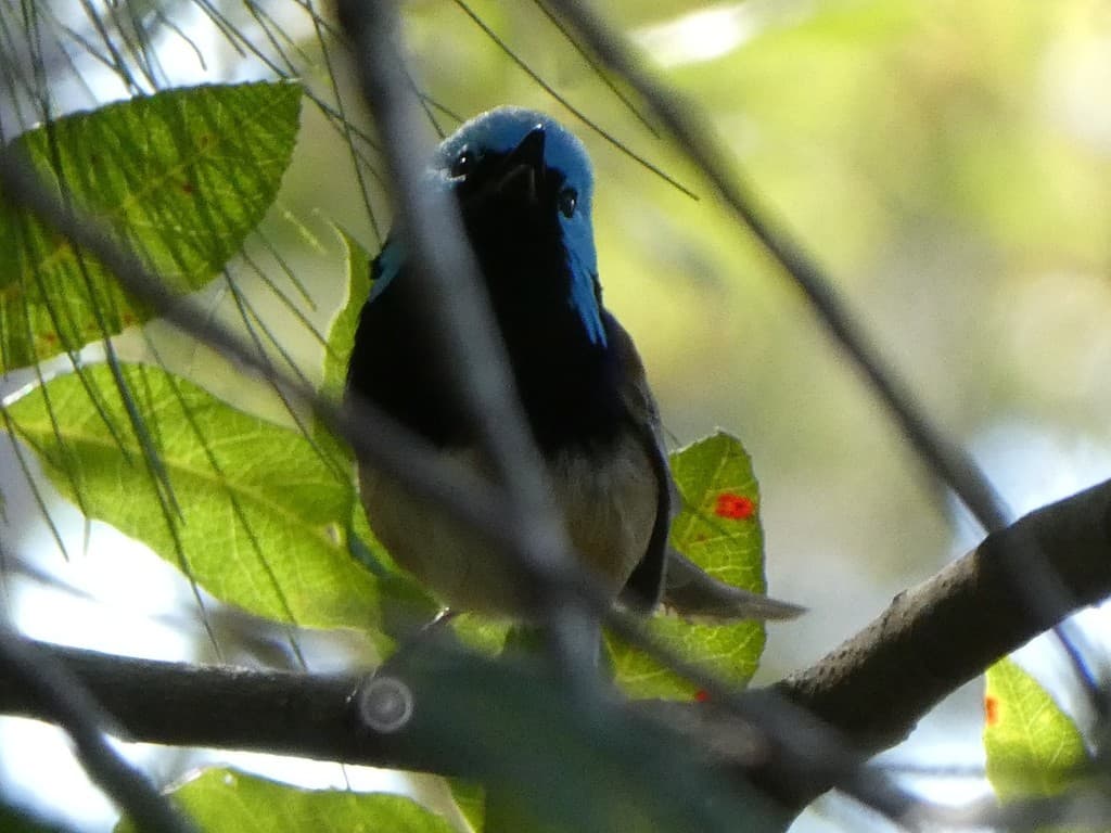 Variegated Fairywren