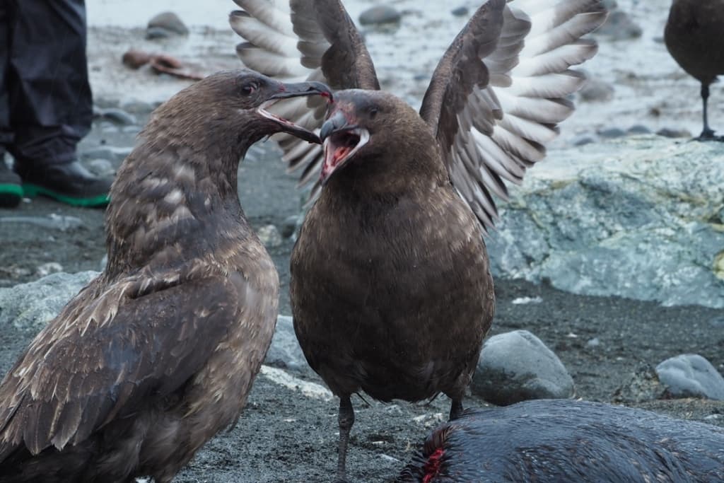 Brown Skua