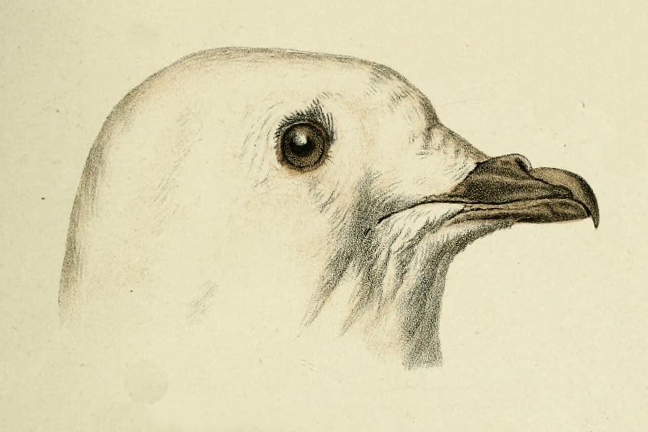 Snow Petrel