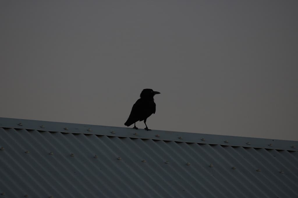 Little Crow