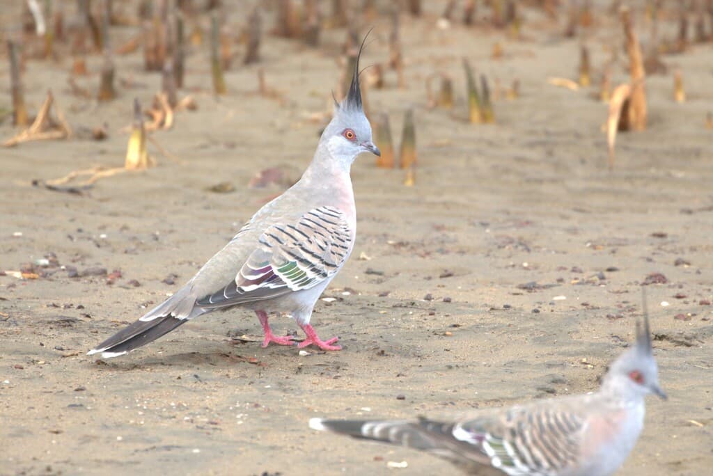 Crested Pigeon